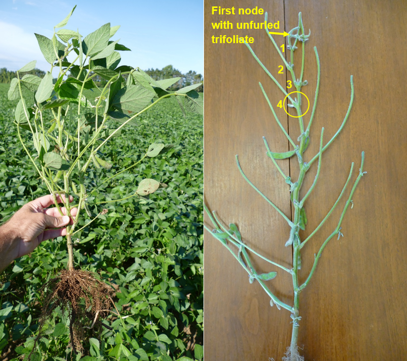 Soybean at beginning pod (R3) growth stage.